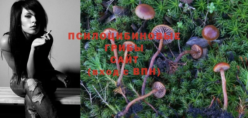 Галлюциногенные грибы Psilocybe  Амурск 